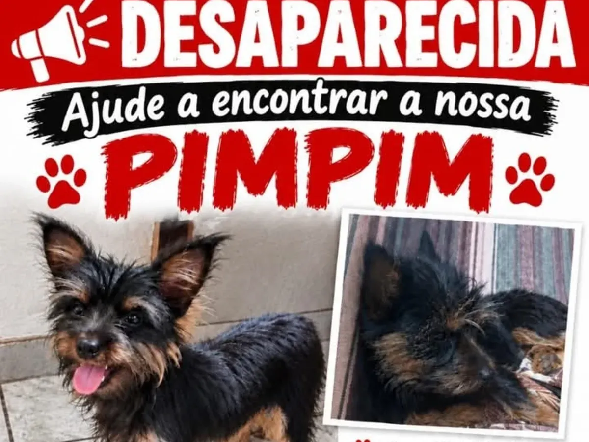 Desaparecido / cachorrinho pompim