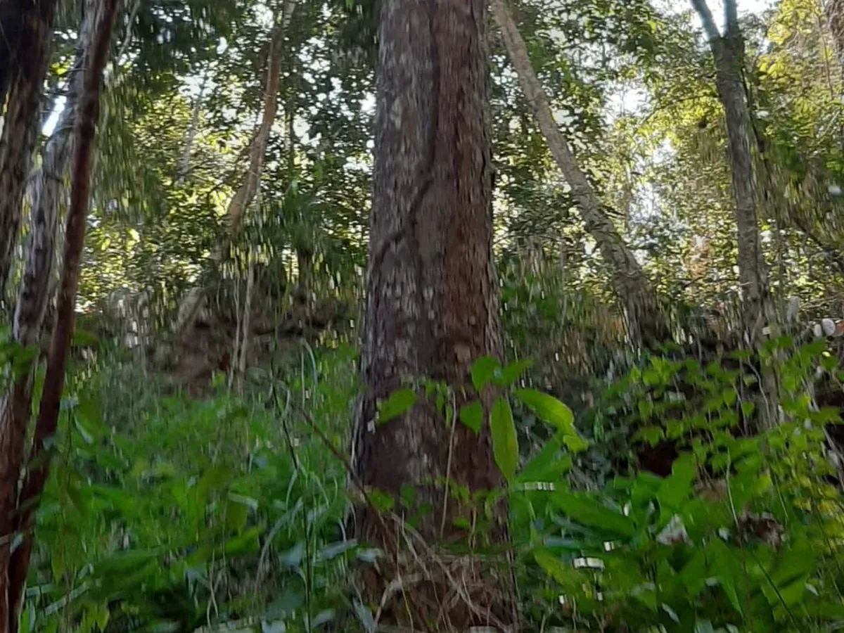 Vendo uma Fazendo com 36 Alqueires / Minaçu - Go