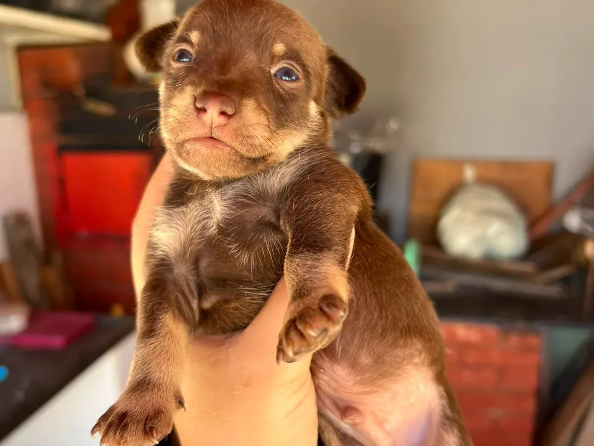 Doação de Filhotes de Cachorinhos