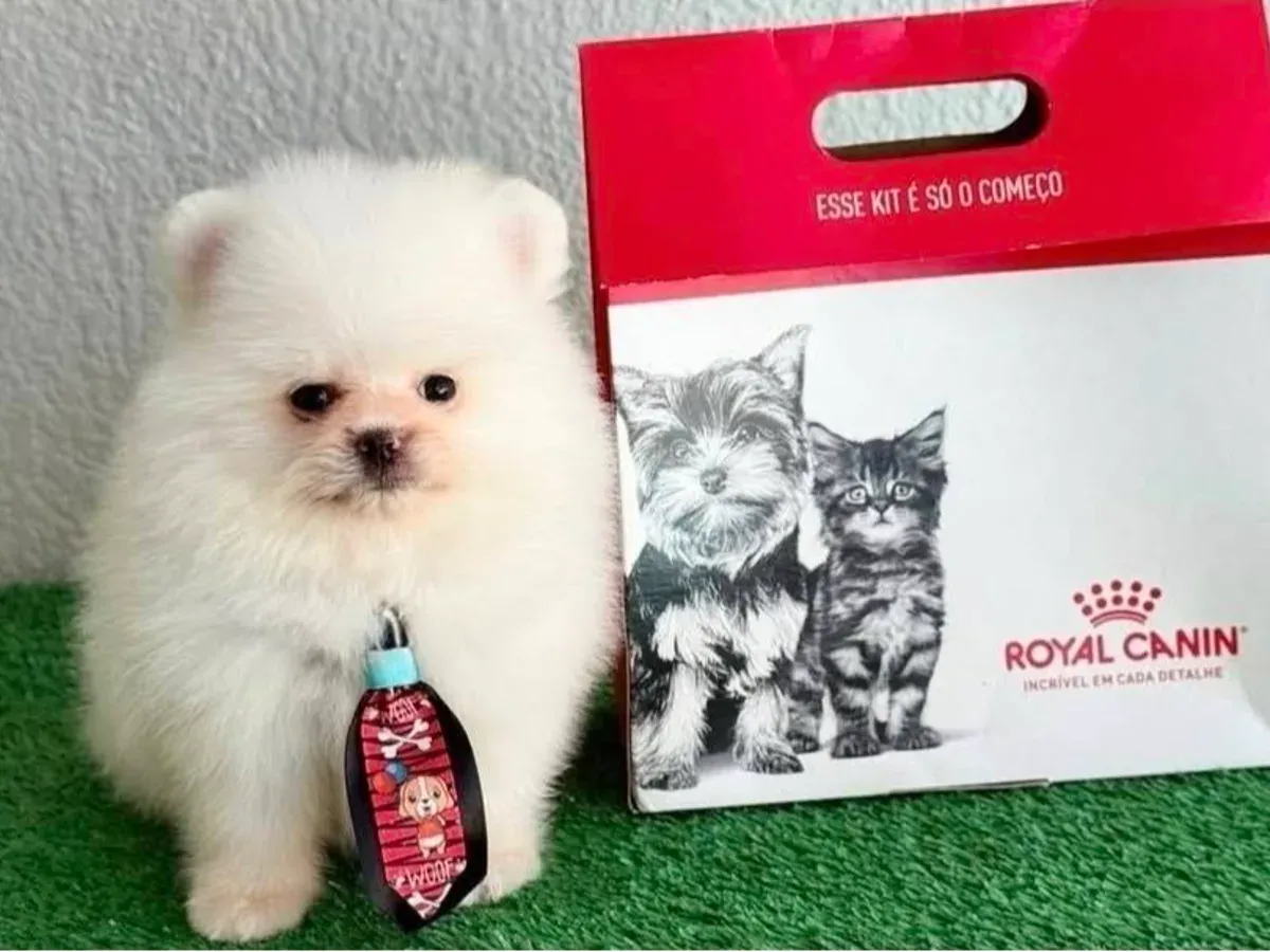 Lulu da pomerania